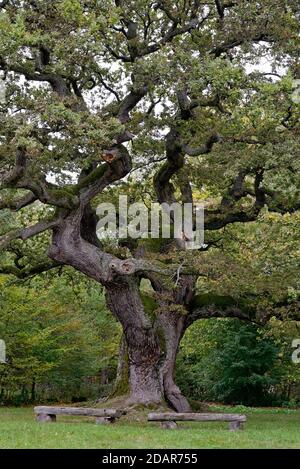 Chêne anglais (Quercus robur) chêne millénaire, Oberthulba, Rhode bavarois, Bavière, Allemagne Banque D'Images