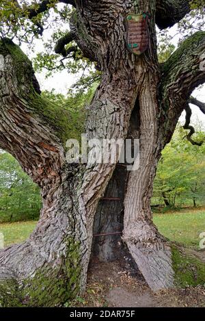 Chêne anglais (Quercus robur) chêne millénaire, Oberthulba, Rhode bavarois, Bavière, Allemagne Banque D'Images