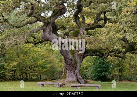 Chêne anglais (Quercus robur) chêne millénaire, Oberthulba, Rhode bavarois, Bavière, Allemagne Banque D'Images