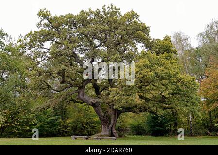 Chêne anglais (Quercus robur) chêne millénaire, Oberthulba, Rhode bavarois, Bavière, Allemagne Banque D'Images