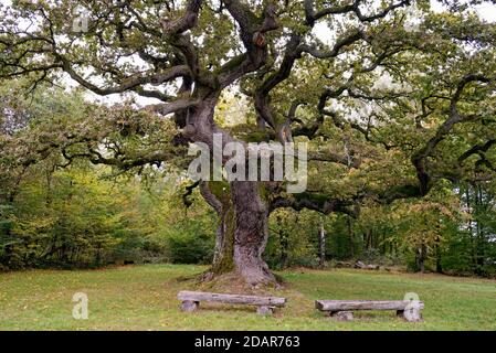 Chêne anglais (Quercus robur) chêne millénaire, Oberthulba, Rhode bavarois, Bavière, Allemagne Banque D'Images