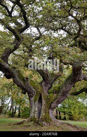 Chêne anglais (Quercus robur) chêne millénaire, Oberthulba, Rhode bavarois, Bavière, Allemagne Banque D'Images