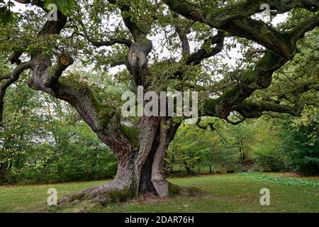 Chêne anglais (Quercus robur) chêne millénaire, Oberthulba, Rhode bavarois, Bavière, Allemagne Banque D'Images