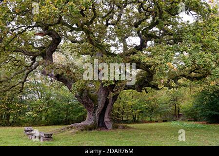 Chêne anglais (Quercus robur) chêne millénaire, Oberthulba, Rhode bavarois, Bavière, Allemagne Banque D'Images