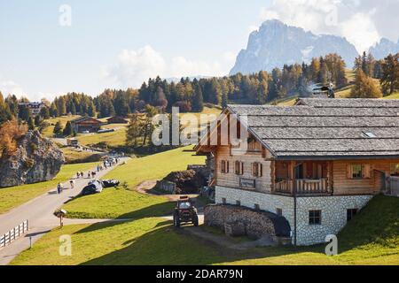 Almabtrieb sur l'Alm Seiser en automne, Alpe di Siusi, Tyrol du Sud, Italie Banque D'Images