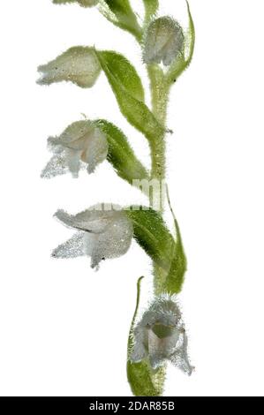 Goodyera repens (Goodyera repens) Orchid de l'année 2021, Pruemzurlay, Niederweis, Rhénanie-Palatinat, Allemagne Banque D'Images