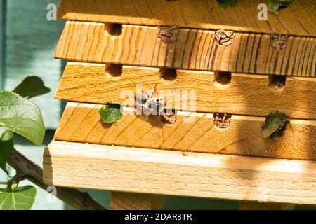 Œufs d'étanchéité d'abeille avec coupe-feuilles Banque D'Images