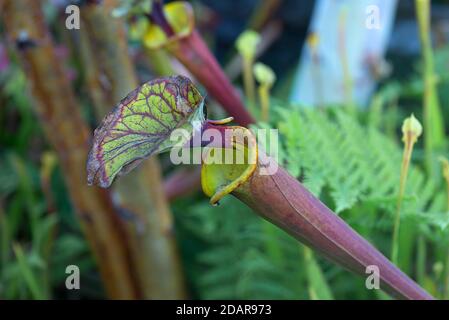 Sarracenia flava (Sarracenia flava) jardin botanique, Muenster, Rhénanie-du-Nord-Westphalie, Allemagne Banque D'Images