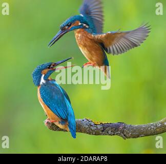 kingfisher commun (Alcedo atthis) hommes et femmes pendant l'exposition de la cour, Réserve de biosphère d'Elbe, Saxe-Anhalt, Allemagne Banque D'Images