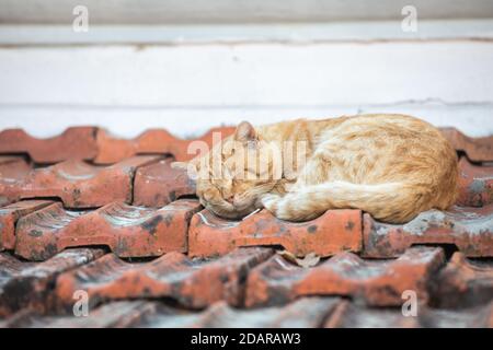 Gros plan d'un chat qui dormait sur un vieux toit carrelé Banque D'Images