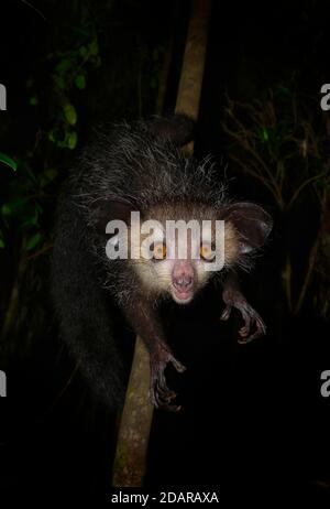 Aye-aye (Daubentonia madagascariensis) dans les forêts tropicales de l'est de Madagascar, Madagascar Banque D'Images