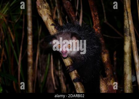 Aye-aye (Daubentonia madagascariensis) dans les forêts tropicales de l'est de Madagascar, Madagascar Banque D'Images