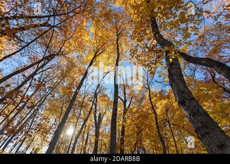 Arbres d'automne au Crapo Park à Burlington, Iowa Banque D'Images