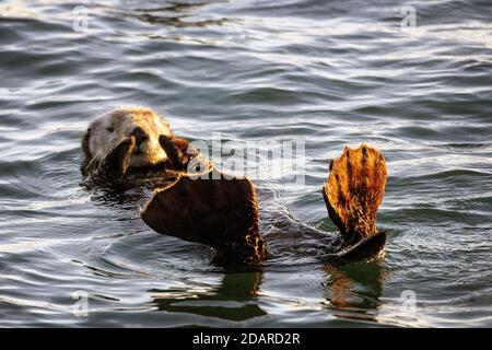 Une loutre de mer (Enhydra lutris) flottant dans le Slough d'Elkhorn, Moss Landing, Californie Banque D'Images