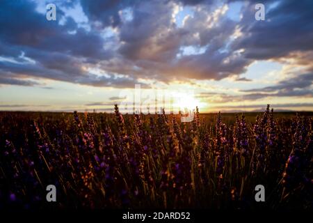 ciel agréable et nuages vus du champ de lavande à la tombée de la nuit Banque D'Images