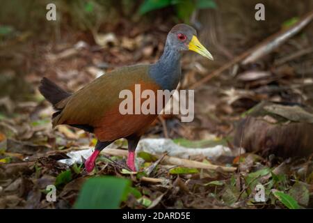 L'aramide cajaneus - Gris-necked Wood-rail oiseau de la famille des Rallidae, les rails. Il vit principalement dans les forêts, les mangroves, marécages et du Centre Banque D'Images