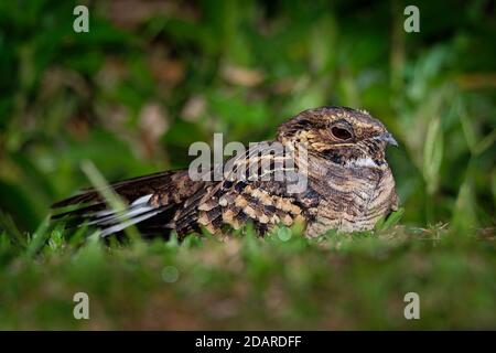 Pauraque - Nyctidromus albicollis également appelé pauraque commun dans la nuit, espèces de boîtes de nuit, l'un des deux oiseaux du genre Nyctidromus, se reproduit dans le Banque D'Images