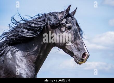 Portrait de la tête d'un noir noble et sauvage cheval Banque D'Images