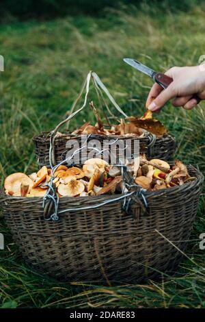 Panier TWE avec mashrooms. Récolte dans la grande forêt. Couteau à la main Banque D'Images