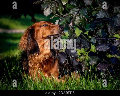 Le chien de Dachshund se coulait volontiers sous un arbre pour une promenade dans le parc Banque D'Images