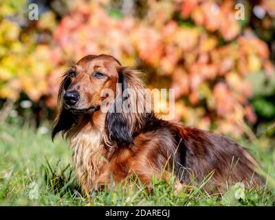 Modèle de chien de Dachshund dans la prairie d'automne Banque D'Images