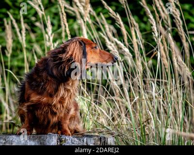 Dachshund dans le vent sur la rive du lac Banque D'Images