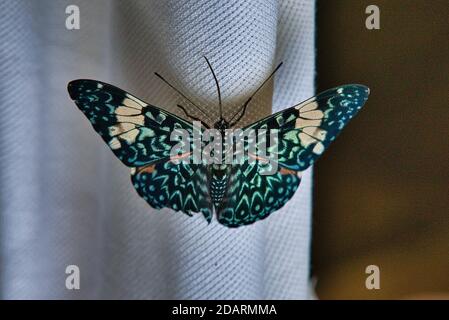 papillon accroché à une chemise quelque part dans la forêt tropicale à proximité Coca en Équateur Banque D'Images