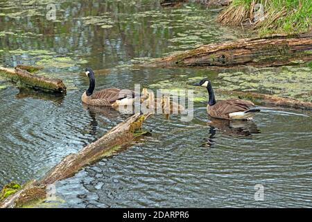 Famille Goose Wending Theiw chemin à travers le marais à Volo Zone naturelle de l'État de la tourbière dans l'Illinois Banque D'Images