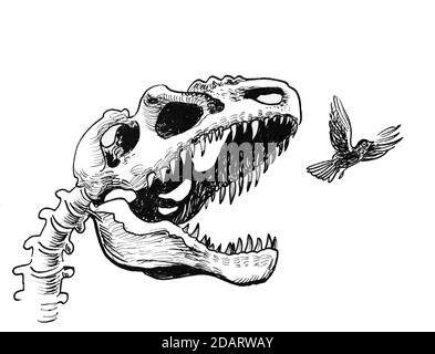 Tyrannosaurus Rex squelette chasse un petit oiseau. Dessin noir et blanc Banque D'Images