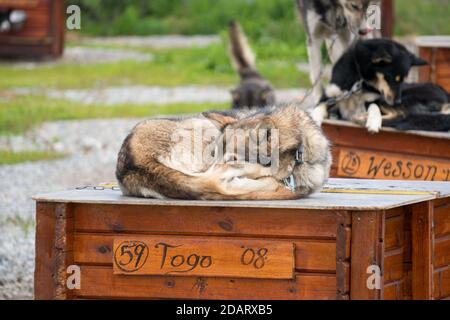 Norvège, juin 2016 : chien Husky posé dans sa maison dans une ferme canine husky, Norvège Banque D'Images