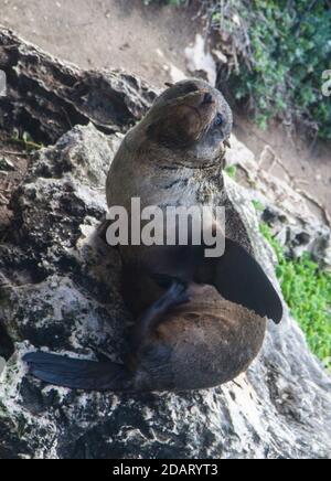 Le phoque à fourrure de la Nouvelle-Zélande (Arctocephalus forsteri) s'appelle aussi le phoque à fourrure à nez long, Admirals Arch, Flinders Chase NP. Banque D'Images