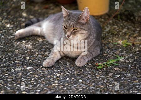 Gros plan d'un chat de fantaisie couché sur le sol Banque D'Images