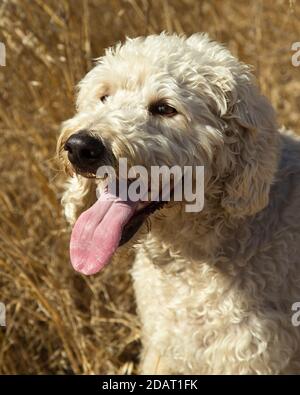 Portrait d'adulte blond décontracté Labradoodle avec la bouche ouverte et la langue pendait Banque D'Images
