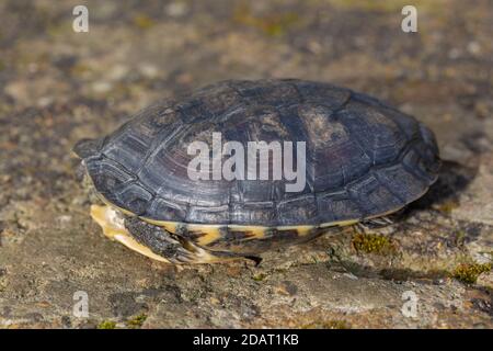 Tortue de l'étang de l'Annan ou Tortue des feuilles vietnamienne (Mauremys annamensis). De la province de Quang Nam, Annam, centre du Vietnam. Danger critique Banque D'Images