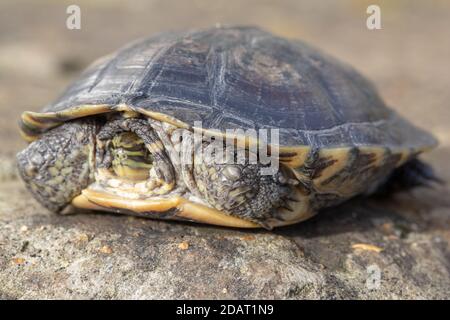 Tortue de l'étang de l'Annan ou Tortue des feuilles vietnamienne (Mauremys annamensis). De la province de Quang Nam, Annam, centre du Vietnam. Danger critique Banque D'Images