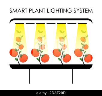 système d'éclairage intelligent pour les plantes en serre. Agriculture efficace, technologie verte. Vecteur isolé sur fond blanc Illustration de Vecteur