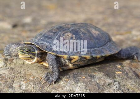 Tortue de l'étang de l'Annan ou Tortue des feuilles vietnamienne (Mauremys annamensis). De la province de Quang Nam, Annam, centre du Vietnam. Critique Threatene Banque D'Images