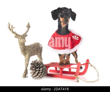 Noir et brun Dachshund devant un fond blanc Banque D'Images