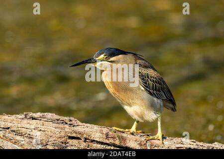 Héron strié ou portrait de héron à fond vert perché sur l'arbre trunk sur fond vert naturel au parc national de keoladeo ou sanctuaire d'oiseaux de bharatpur Banque D'Images