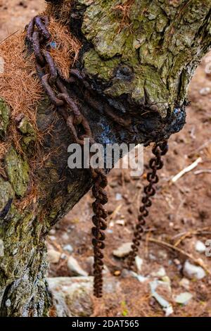 L'arbre pousse sur une chaîne attachée autour de la branche Banque D'Images