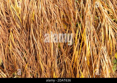 Gros plan de l'herbe brune sèche en automne montrant le changement de saison. Banque D'Images