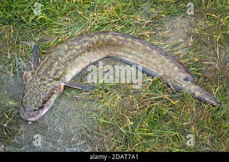 Burbot ( lota lota) est un poisson prédateur de rivière qui vit dans le nord Rivières de Sibérie Banque D'Images