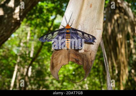 Dysphania fenestrata, également connue sous le nom de Dysphania numana ou de la Moth four O'clock, dans l'habitat naturel de Darwin dans le territoire du Nord, en Australie Banque D'Images