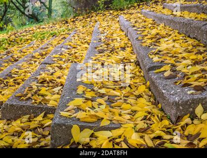 Marches ou escaliers en pierre recouverts de feuilles jaune vif. Magnifique paysage d'automne dans le parc. Banque D'Images