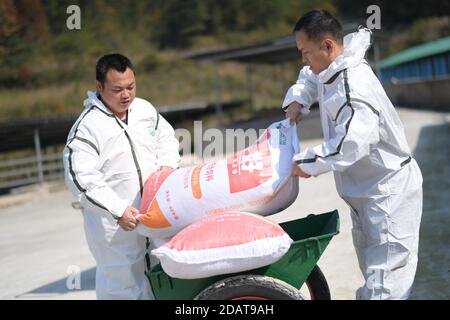 (201115) -- YUPING, le 15 novembre 2020 (Xinhua) -- les responsables du village transportent un sac de nourriture pour porcs dans une haie du village de Tiejiaxi, dans le comté autonome de Yuping Dong, dans la province de Guizhou, au sud-ouest de la Chine, le 14 novembre 2020. Le village de Tiejiaxi était l'un des 14 villages en proie à la pauvreté dans le comté. Depuis 2014, le gouvernement local a fait de grands efforts pour aider les villageois à se débarrasser de la pauvreté. D'une part, le gouvernement local a amélioré l'infrastructure et a essayé de conduire les villageois à s'engager dans l'industrie éco-agricole, et d'autre part, il a prêté son soutien à des ateliers locaux de lutte contre la pauvreté Banque D'Images