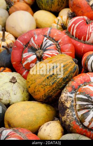 Cucurbita maxima. Les courges et citrouilles coloré affichage à RHS Wisley. Banque D'Images