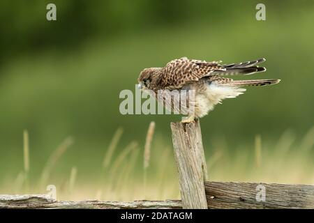 Kestrel (Falco tinnunculus) ayant une rouse sur un poste Banque D'Images