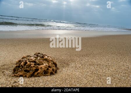 corail et coquillages à la plage de la mer du temple de somnath somnath Gujarat Inde Banque D'Images