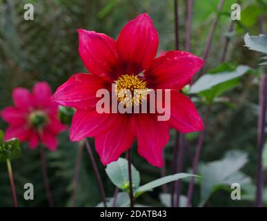 Une seule couche de dahlia magenta dans le jardin avec un vert doux feuillage Banque D'Images