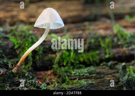 Un tabouret de fée solitaire en forme de toadfade sur une bûche de mousse Banque D'Images